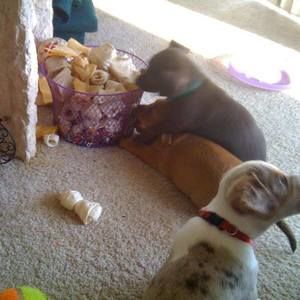 Meet your Posher, Marsha